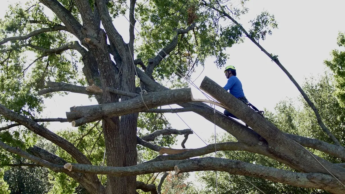 Professional Crown Thinning performed by certified arborists in Gilroy