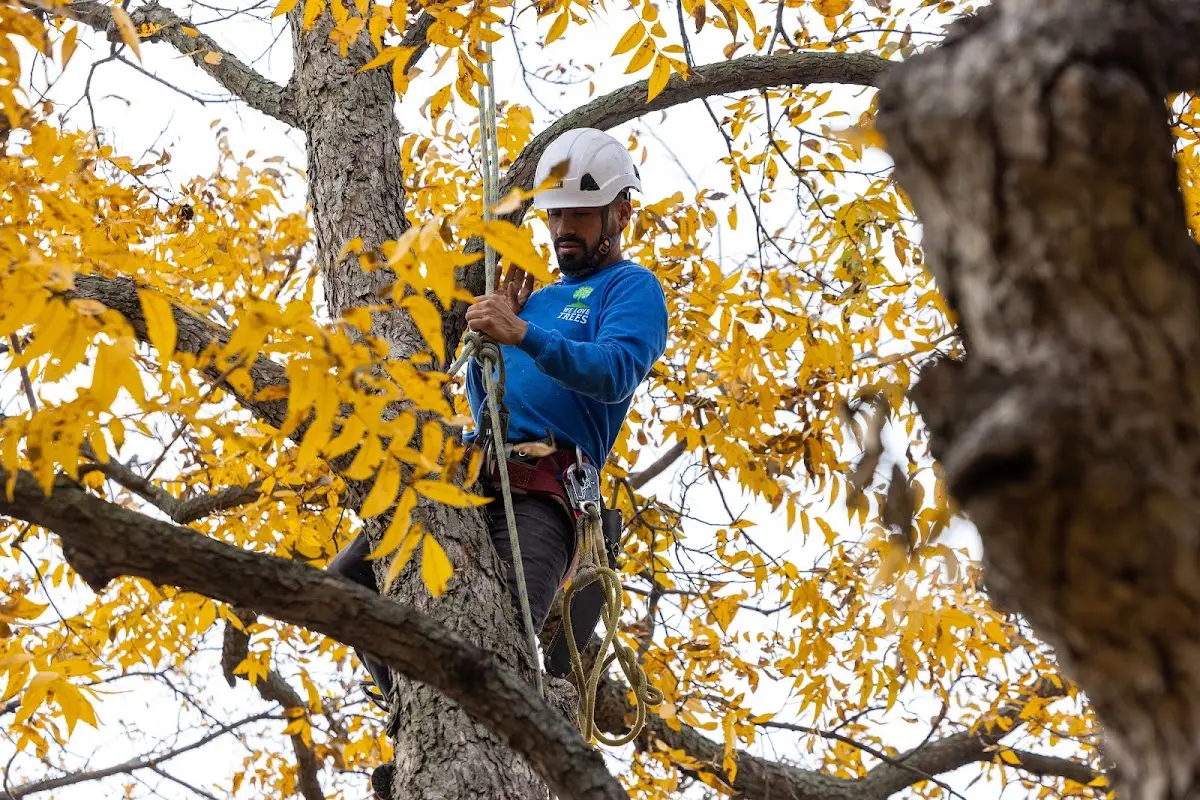 Skilled Tree Planting crew working in Gilroy
